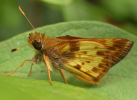 Zabulon Skipper